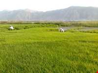 سراب سیاه منصورآباد