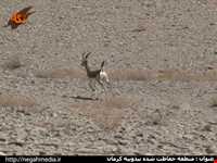 منطقه حفاظت شده بیدوییه