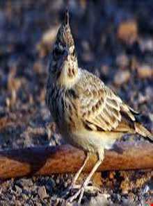 پناهگاه حیات وحش مهروییه