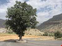 روستای سوسن سرخاب