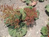 Rhubarb land