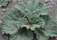 Rhubarb land