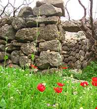 دشت شیمبار ( شیرین بهار )