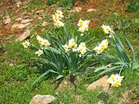 کوه علم شاه