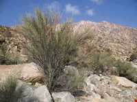 کوه علم شاه