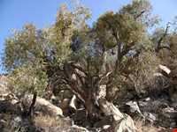 کوه علم شاه