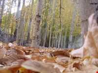 روستای رامه