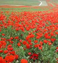 دشت شقایق کالپوش