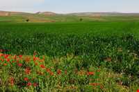 دشت شقایق کالپوش