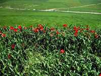 دشت شقایق کالپوش