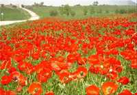 دشت شقایق کالپوش