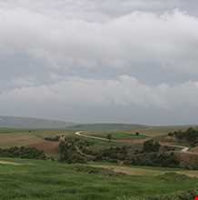 جنگل دشت شاد