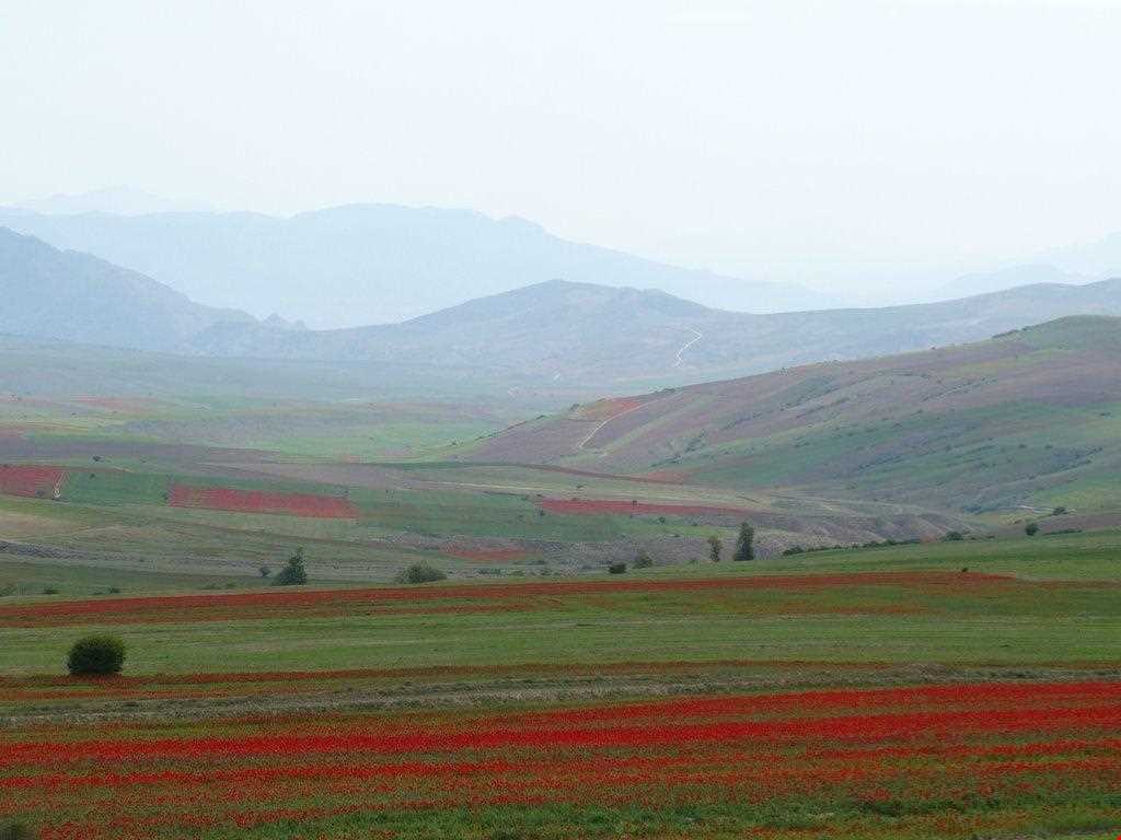 forest Of dasht shad