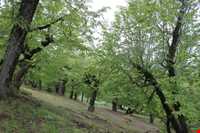 forest Of dasht shad