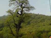 forest Of dasht shad