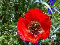 forest Of dasht shad