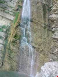 forest Of dasht shad