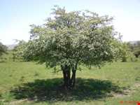 forest Of dasht shad