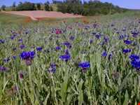 forest Of dasht shad