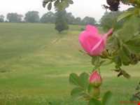 forest Of dasht shad