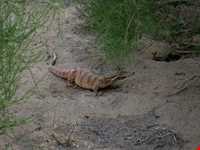 پارک ملی کویر