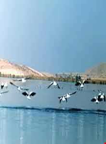 دریاچه جازموریان ( هامون جازموریان )