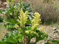 Rhubarb