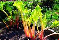 Rhubarb