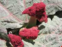 Rhubarb