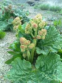 Rhubarb