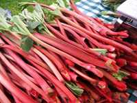 Rhubarb