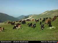 ییلاق دشته