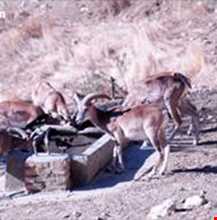 منطقه حفاظت شده مراکان