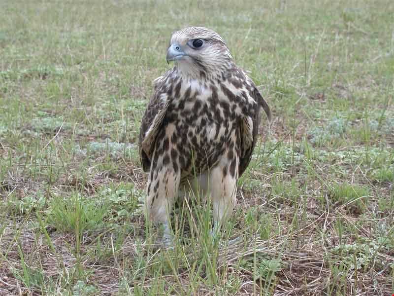 Mrakan protected area