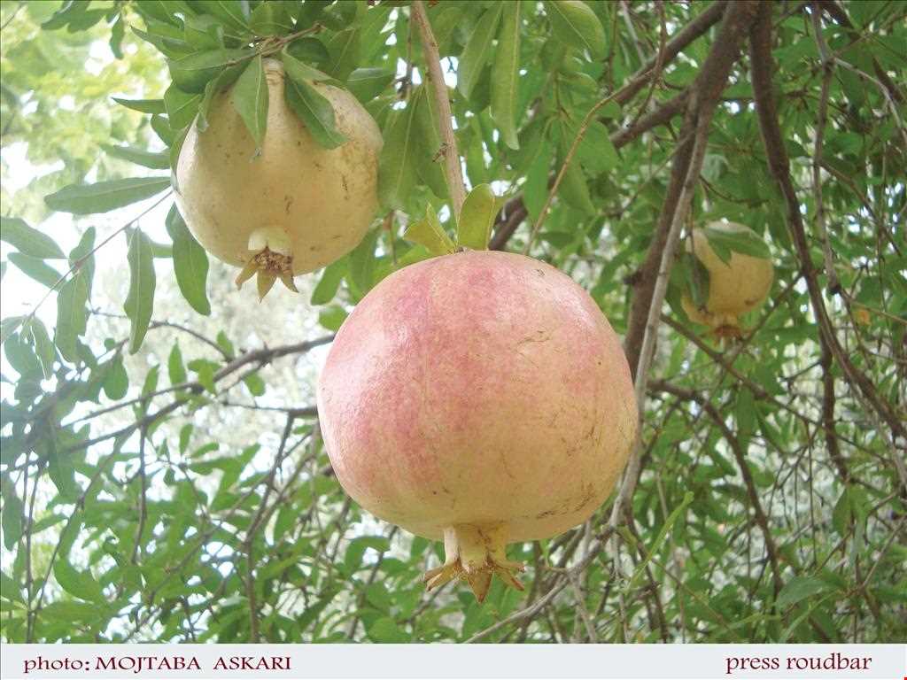 Pomegranate Harvest Festival