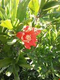Pomegranate Harvest Festival
