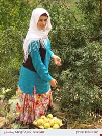 Pomegranate Harvest Festival