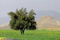 آبشار آرپناه