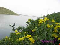 دریاچه سد علویان