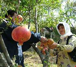 جشن برداشت انار