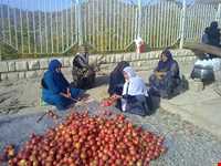 جشن برداشت انار