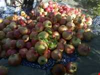 جشن برداشت انار