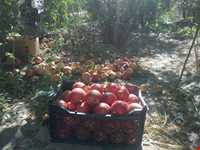 جشن برداشت انار