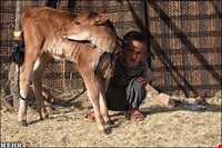 عشایر لک ایلام