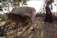 عشایر لک ایلام