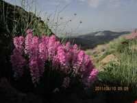 منطقه گردشگری زرشک و کامان