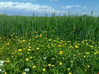 کوه‌های چگا