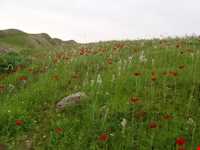 کوه‌های چگا