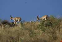 Jajrood  protected area
