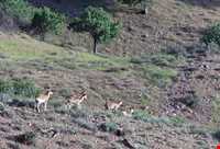 Jajrood  protected area